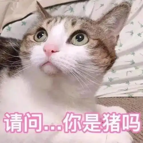 女生养了4个多月的猫发现是公猫,崩溃大哭还我闺女