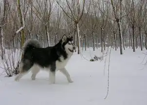 雪地犬图片