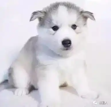 哈士奇可爱头像卡通萌网