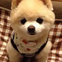 狗狗头像可爱搞怪头像微信头像图片大全
