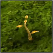 庄园系统之摇钱树