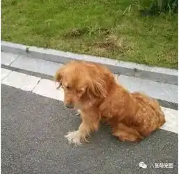 金毛每天下午4点蹲在马路边,只因一年前主人发生了这件事