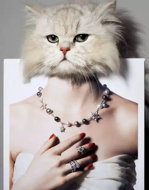 猫咪穿的是香奈儿,charliebrea,chaumet,迪奥,伊丽莎白菲尔莫尔,搜狐时尚搜狐网