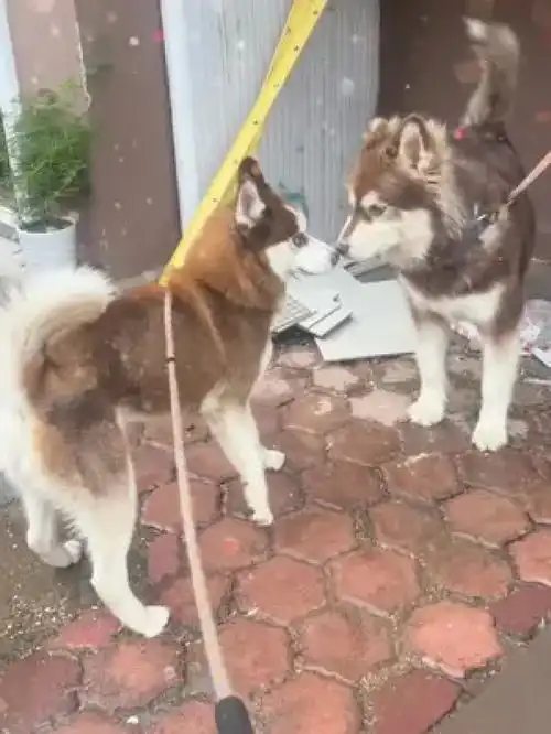 奇异动物召集令没什么,就是两只掉毛的小茶杯犬而已哈士奇阿拉斯加傻傻分不清啥时候能当网红狗