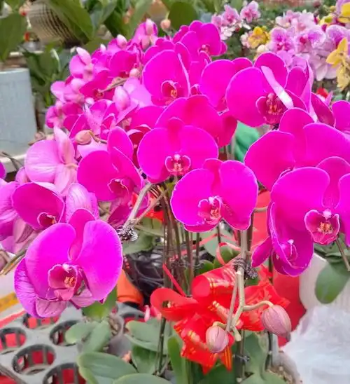 蝴蝶兰是喜庆花