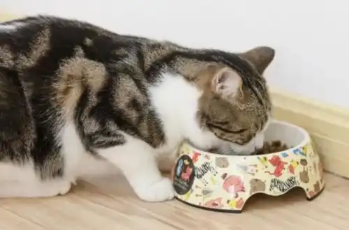 笑死原来猫咪看着你上厕所,有这些真相