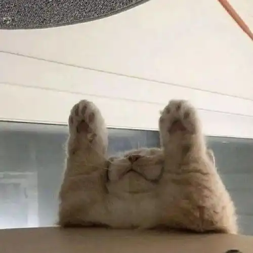 背景图夏蝉共鸣,柔风轻轻