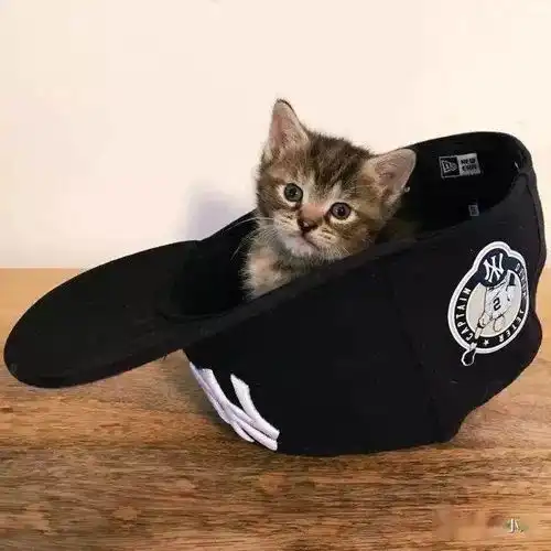 猫咪的小床床比你多系列,除了羡慕嫉妒还能怎么办