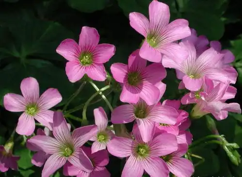 此花花色清新淡雅,别致的花姿更是令人赏心悦目,寓意为幸运