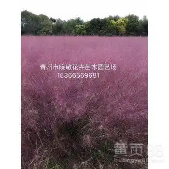 山东粉黛乱子草批发基地-黄页88网