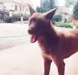 男子买狗被骗,农村老人一句话,让他傻眼,网友真是傻人有傻福