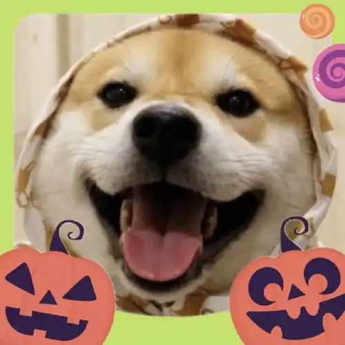 你的万圣节专属头像生成器,快来试试内附家喵营业照