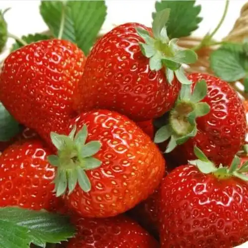 小儿推拿李波春天吃草莓好处多,怎样吃才健康有哪些注意事项