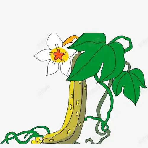 手绘丝瓜花免抠png设计图片免费下载页面网页平面电商创意素材手绘叶素材