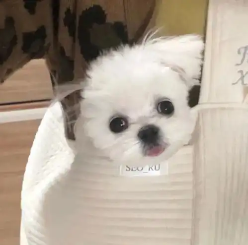 沙雕头像搞笑狗