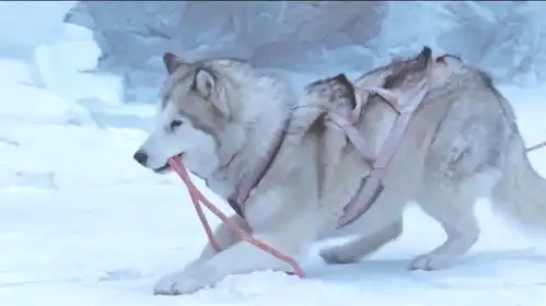 看看狗子在冰天雪地里如何自救的,真实事件