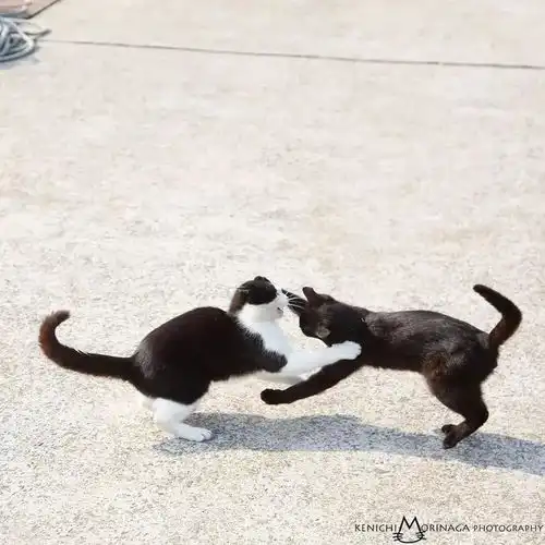 橘猫专属卡通头像