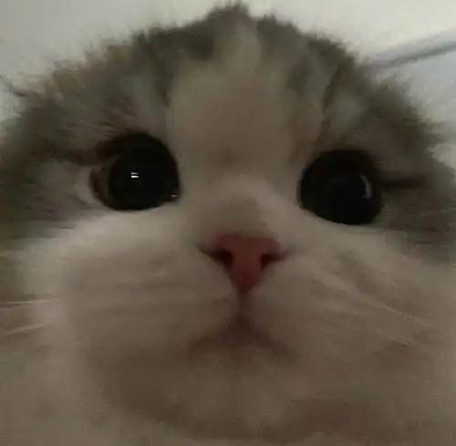 小猫咪头像大全可爱