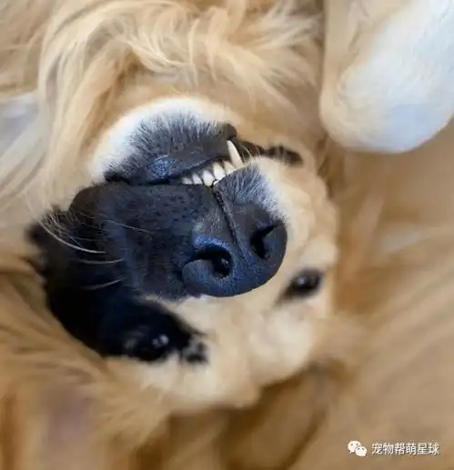 金毛基因缺陷,脸上一大块儿黑色胎记,结果却摇身一变成为网红