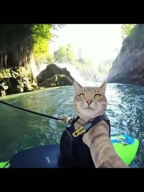 本人越帅,头像越怪猫狗头像一起换头像搞怪头像总有一款适合你氛围感拉满的头像