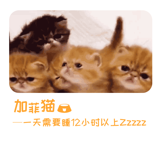 为什么说女人像猫,证据来了