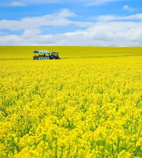 灿烂花海,人美景美