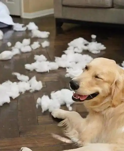 当初劝我养金毛的人,现在已经被我拉黑了