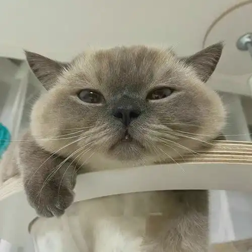 道系头像男无水印猫咪