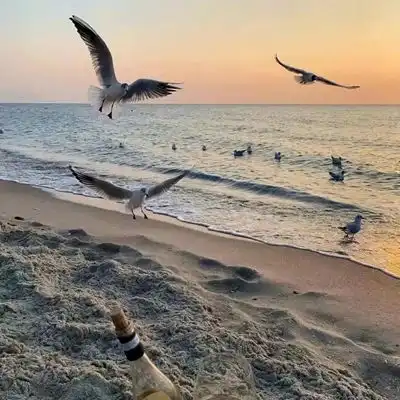 2023最新自由自在海鸥风景头像