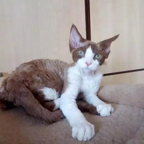 哪种猫爱掉毛哪种猫不掉毛