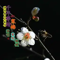 千年等待的寒梅