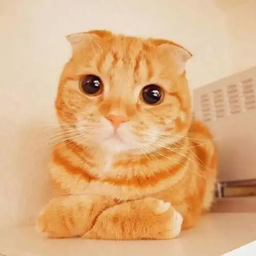 猫系女孩是什么样子的头