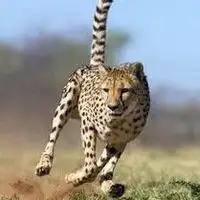 猎豹动漫头像图片大全微信头像图片大全