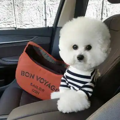 逗比狗狗图片大全狗狗搞笑头像图片大全