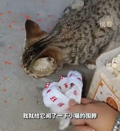 妹子斥资俩罐请流浪猫抓老鼠,它兢兢业业地蹲守三天网友孩子真仗义