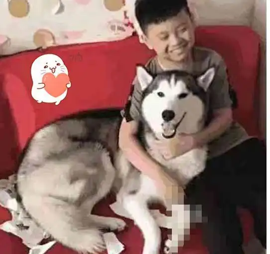 哈士奇可爱头像卡通萌暑
