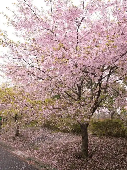 樱花系列头像顾村公园