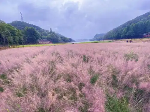 清凉山郊野公园粉黛乱子草梦幻盛放,如云雾海洋引爆粉色少女心