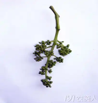 巨峰系葡萄常规坐果处理方法含自然坐果和无核化栽培