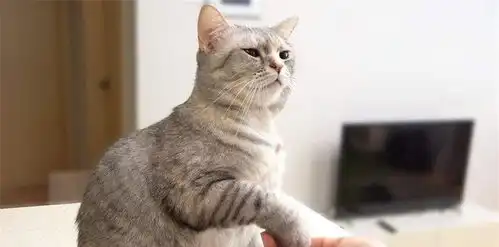 养猫后,被迫过上了极简生活,网友太真实了