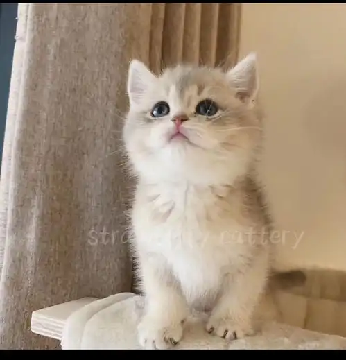 蓝金渐层猫头像