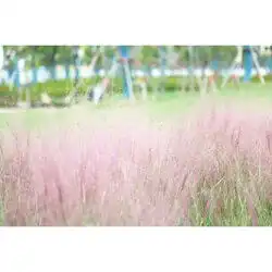 安徽粉黛乱子草种苗出售