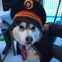谁说哈士奇是二货它当站长为狗狗冰雪节站岗
