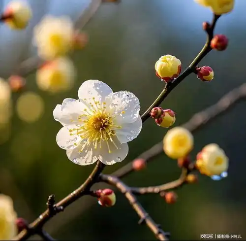 梅花寒梅映雪,独占风华