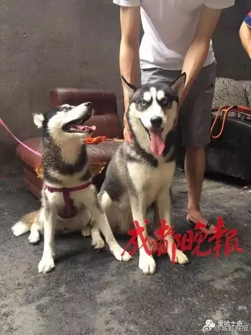 史上最佛系寻狗启事的二哈回家了,还带回了女朋友