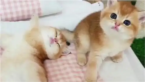 超萌金渐层猫,两只无聊小奶猫有点呆呆,太可爱了