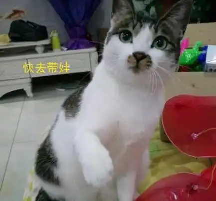 女孩怀孕了不顾家人反对,坚决不送走猫,生完后猫猫的行为很暖心