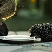 属兔的微信头像图