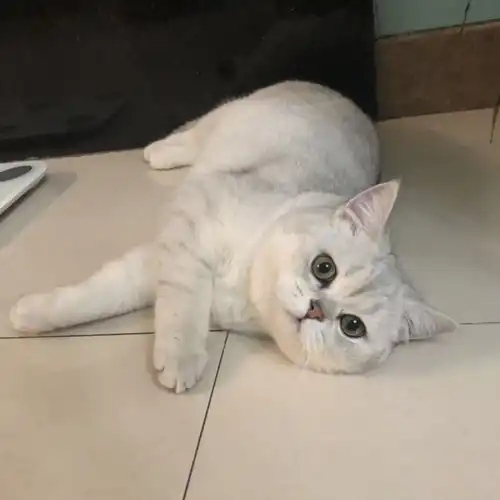 自己家里大猫繁殖的英短银渐层价不高成都可上门