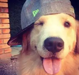 如何判断狗狗是否缺钙,狗狗缺钙有什么症状